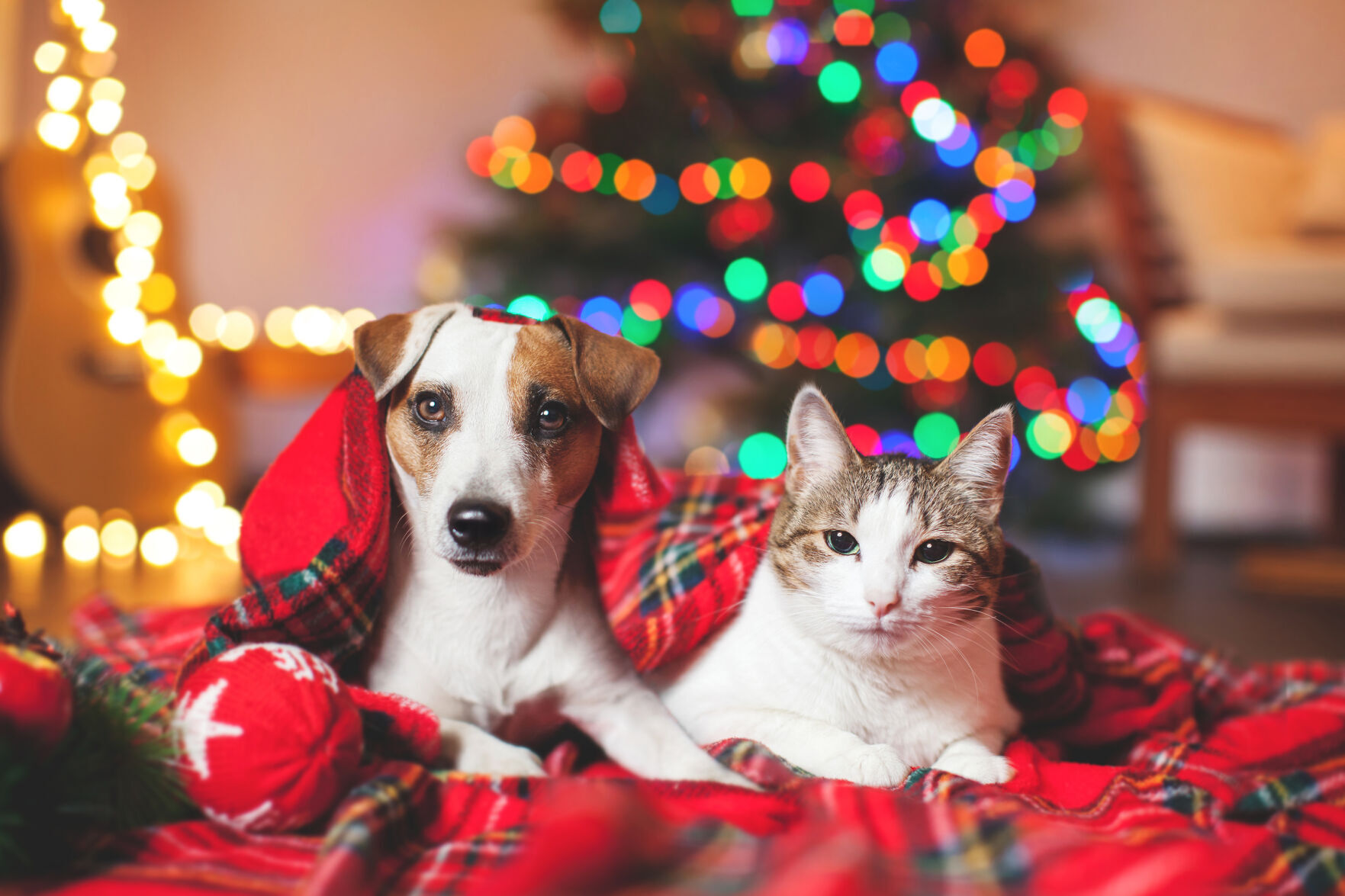  How to keep your pets safe this holiday season
