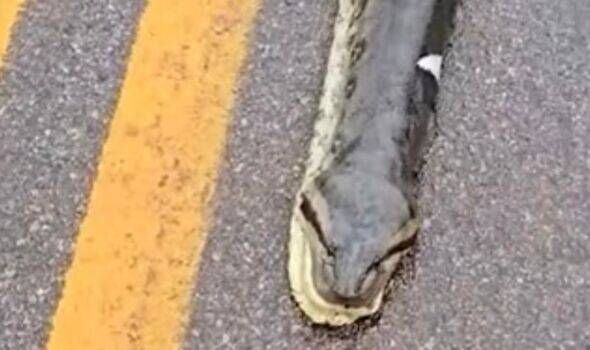  Monster anaconda run over on street – but what’s inside leaves people ‘terrified’