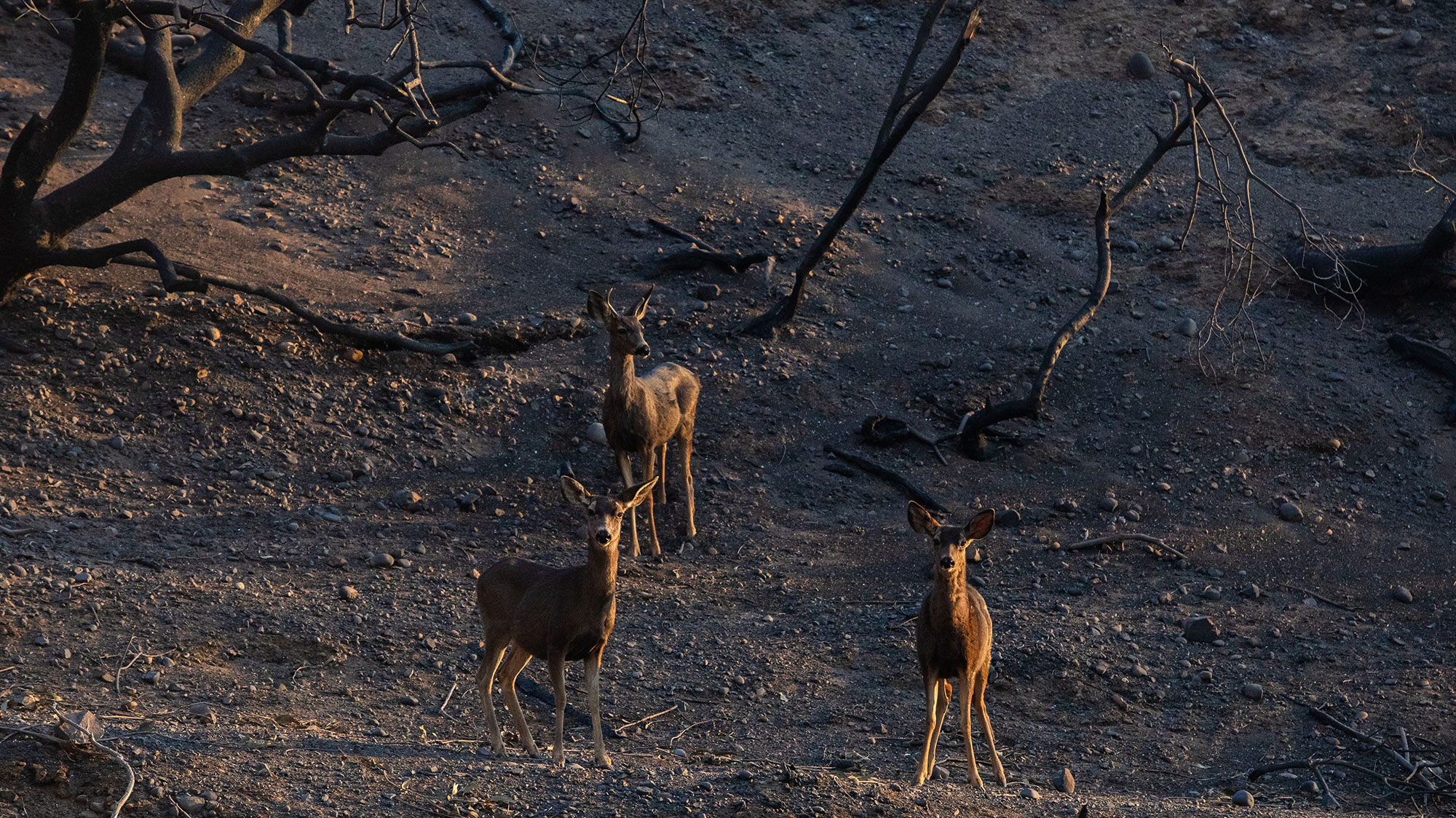  What Do the Los Angeles Fires Mean for Local Wildlife?