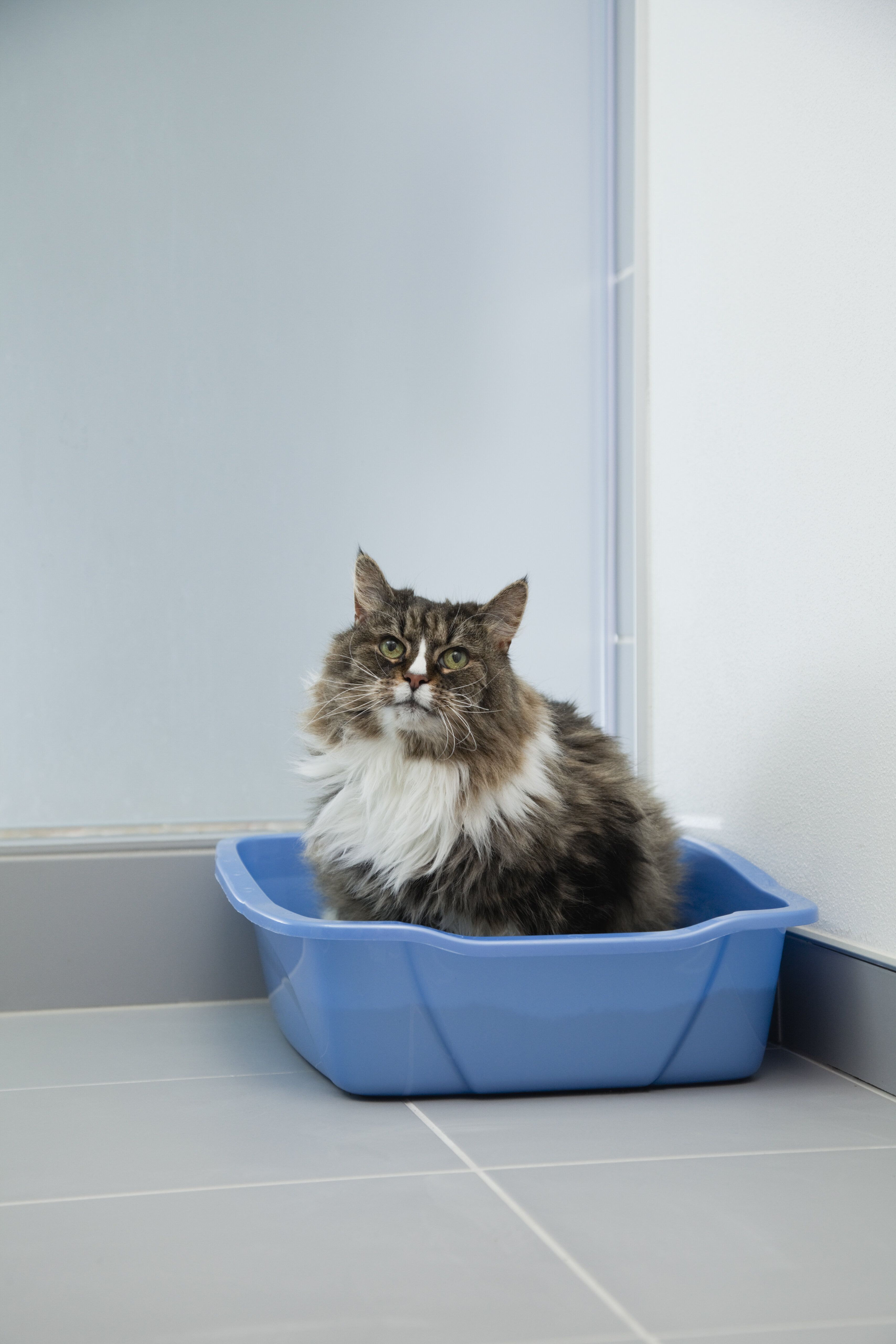 This TikTok-Famous Cleaning Device Is A Must For Cat Owners