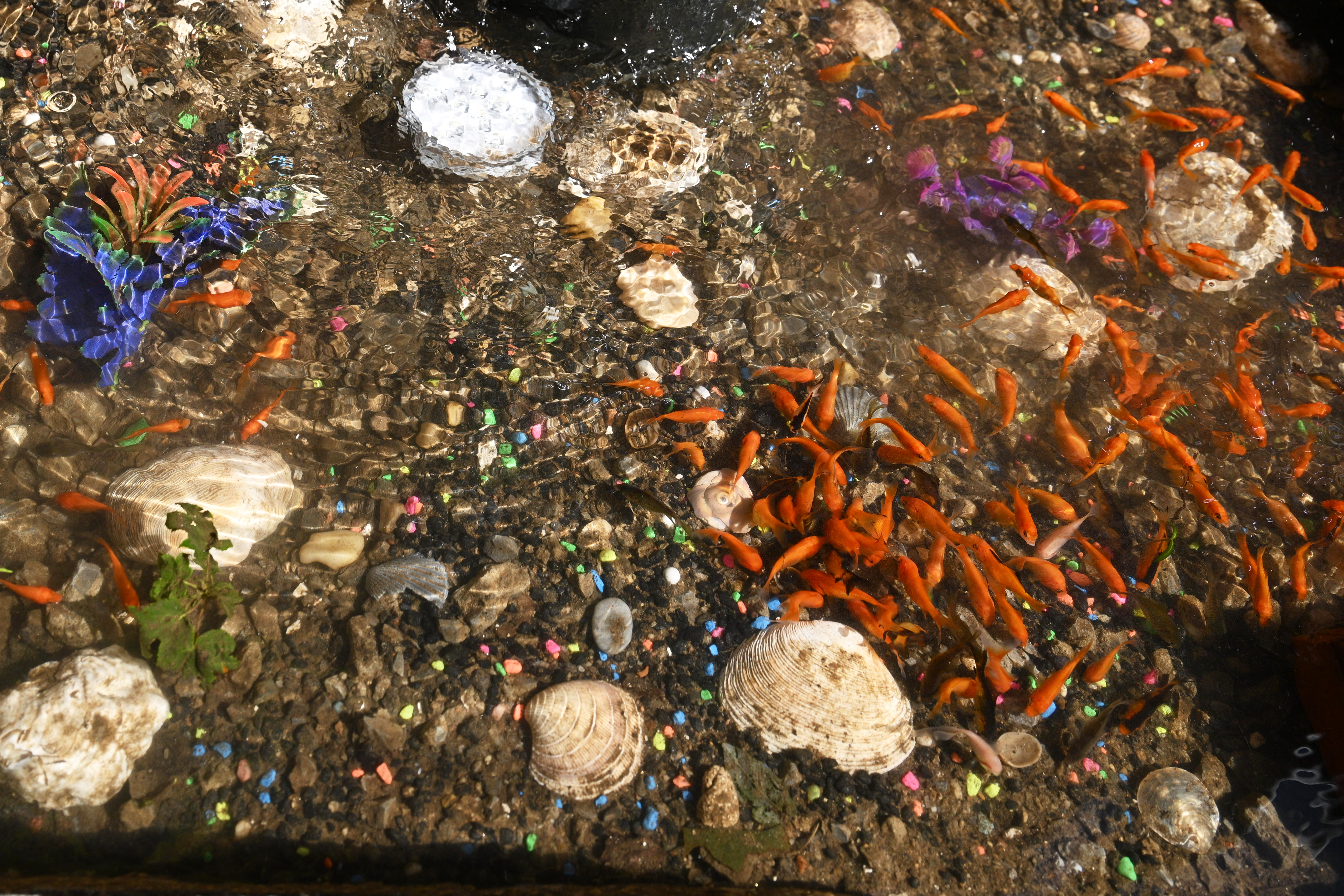  Founders of now-empty Bed-Stuy Aquarium hope to install permanent fish pond