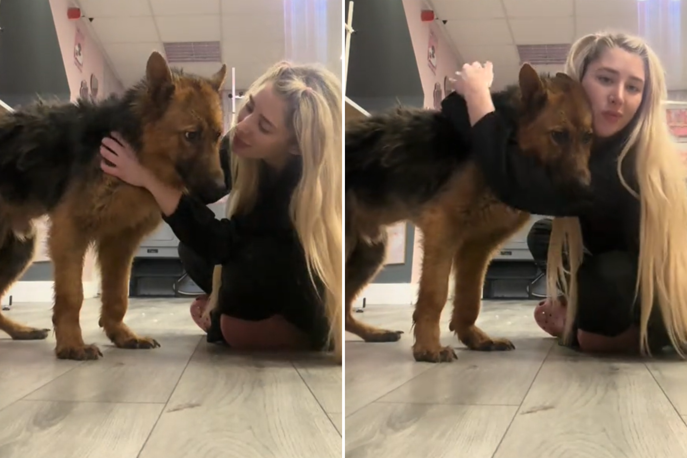 Rescuers Have Message for Owner Who Dumped Sick German Shepherd Puppy