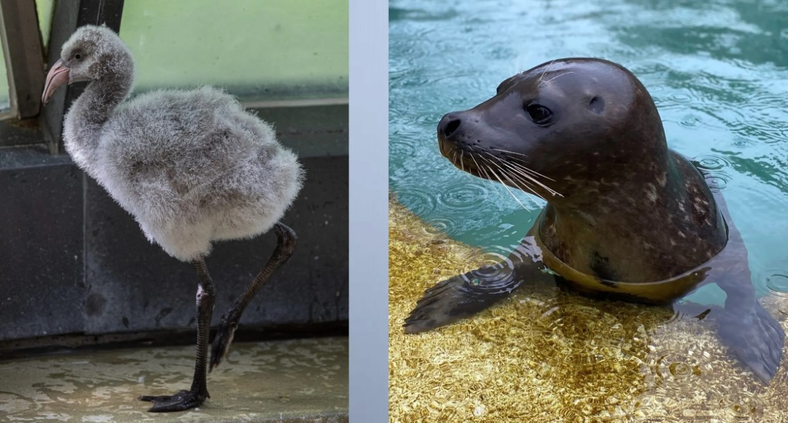  ‘We’ve lost two amazing animals:’ Harbor seal, Chilean flamingo at Chicago zoo die from bird flu