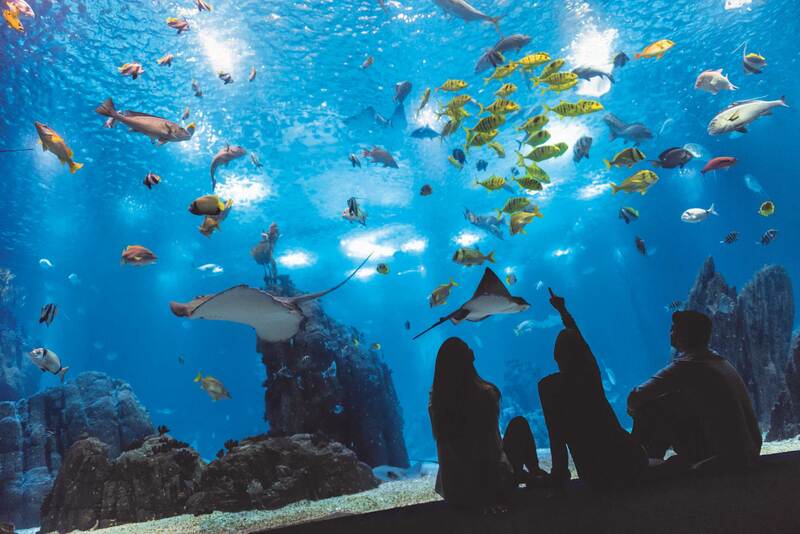  TUI Musement and Travel Counsellors Form a Powerful Alliance to Offer Travelers a Wide Selection of Premium Excursions, Attractions, and Exclusive Tours Worldwide