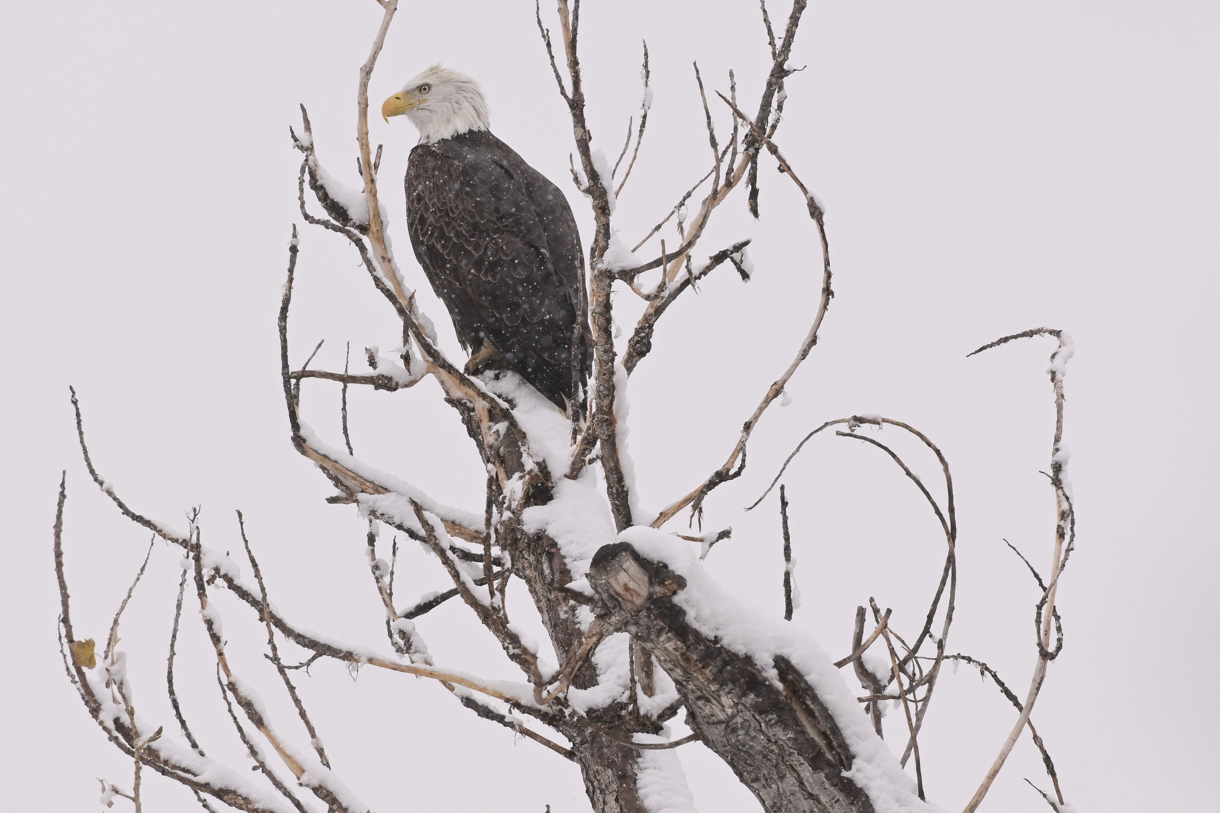 Longmont weather: High of 29 with snow tonight