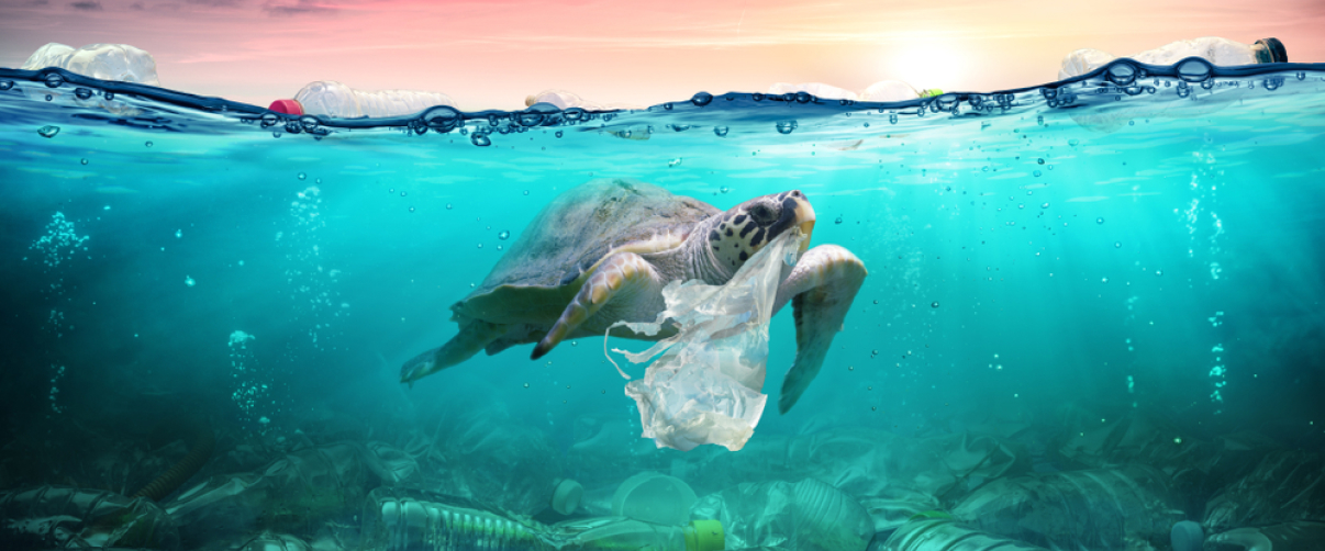  Ocean Plastic: The True Scale of Marine Pollution and Its Impact on Sea Life