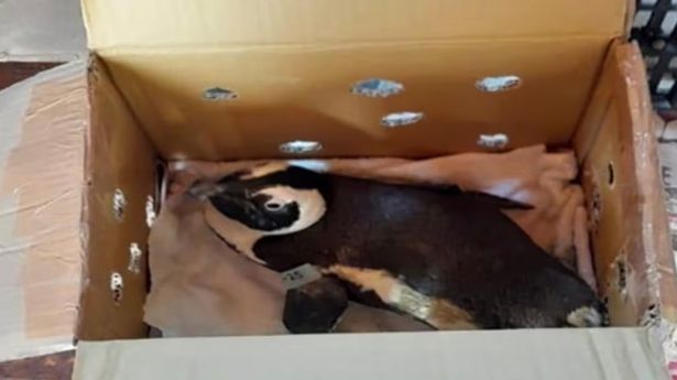  Terrified penguin crashes helicopter after escaping cardboard box and hitting controls