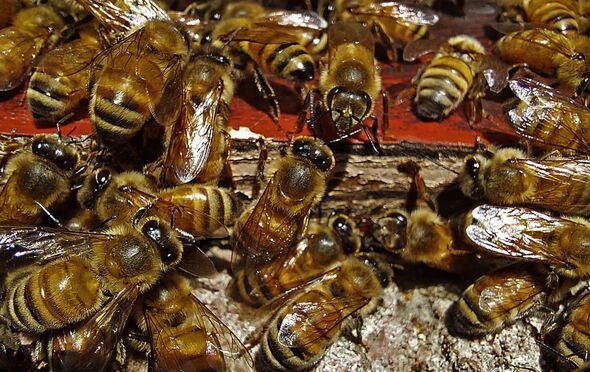 Horror bee attacks leaves 25 injured and one in critical condition after ‘200 stings’