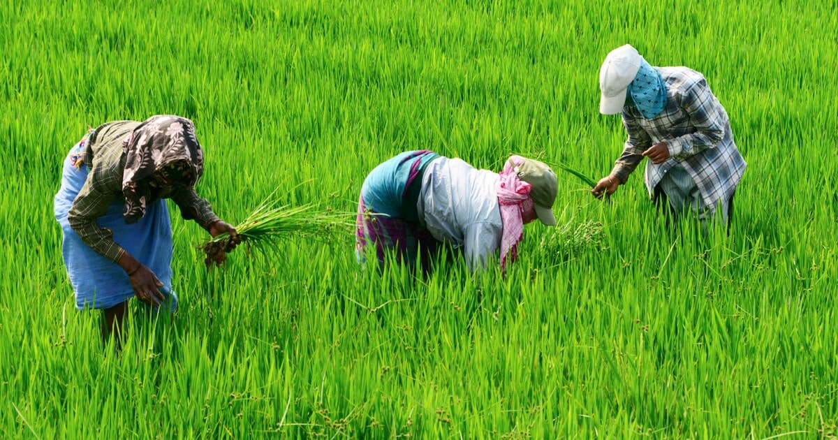  Punjab’s ban on hybrid paddy seeds draws flak from seed industry