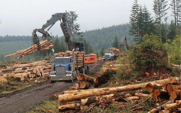  More details surface in Trump administration plan to boost logging in national forests