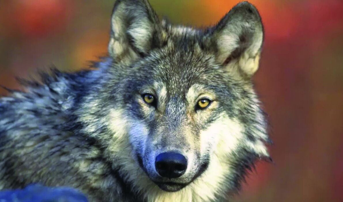  Oregon’s 2024 wolf report