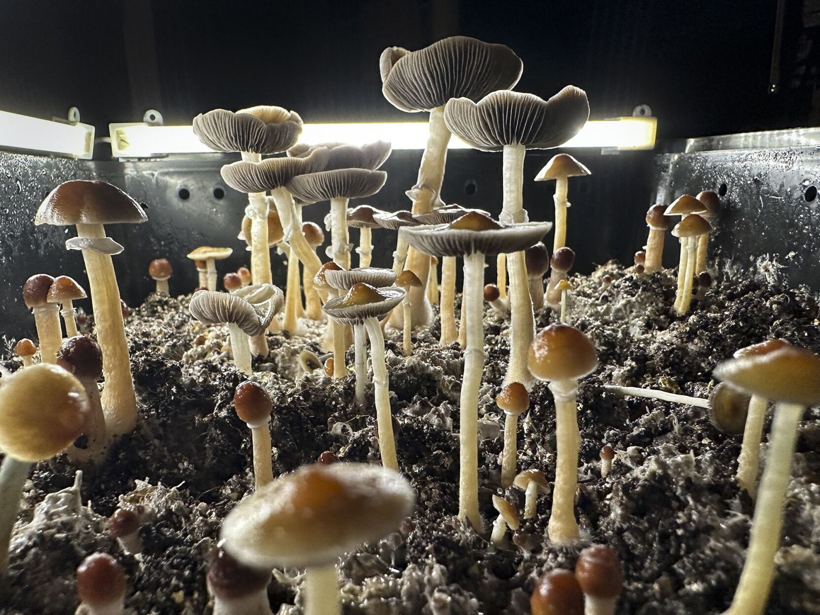 Poison control calls are rising as more people use psilocybin, study finds
