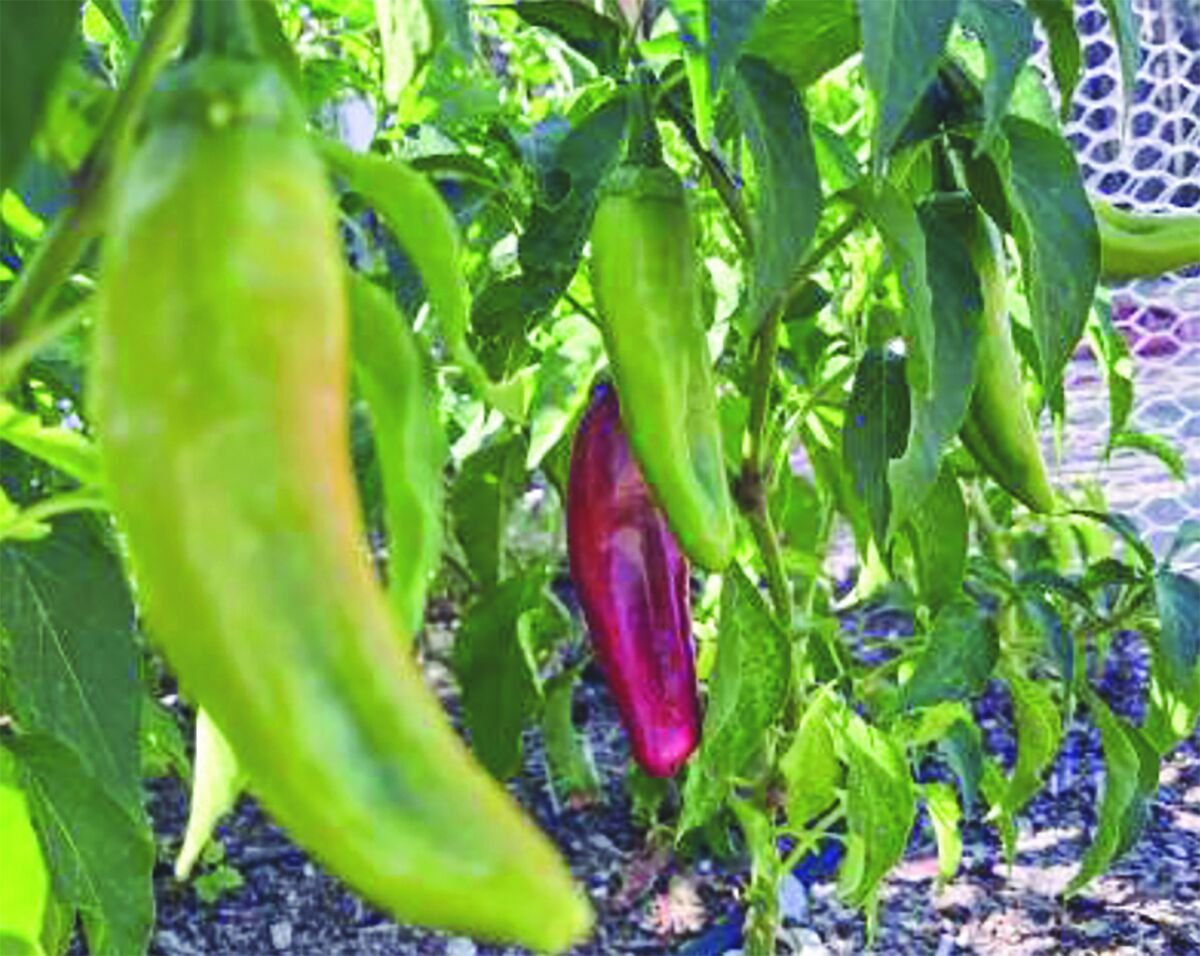  Fort Selden to grow special chile from Chile Institute