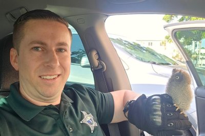  Baby screech owl rescued from busy Florida parking lot