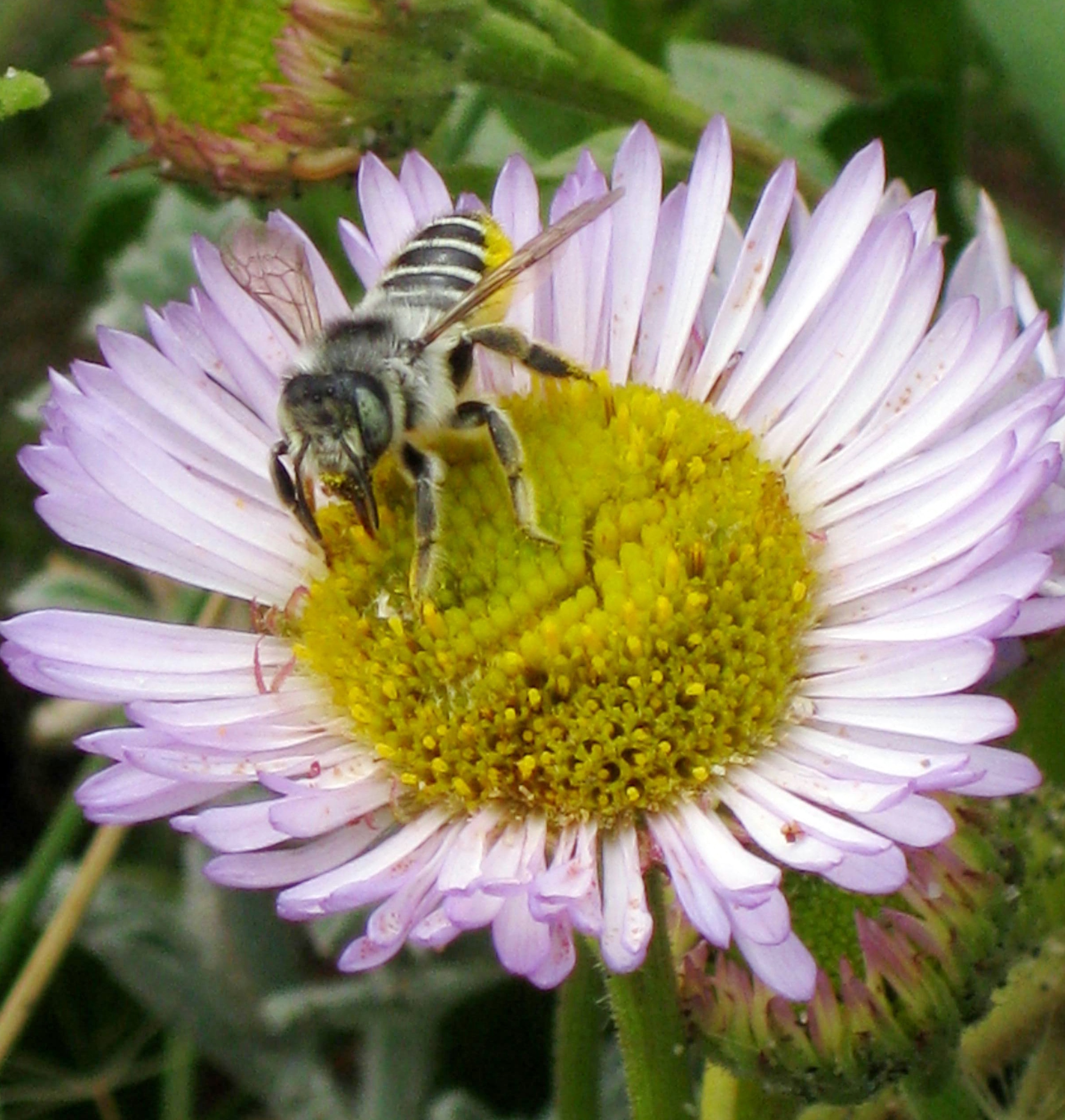  ‘Pollinator Party’