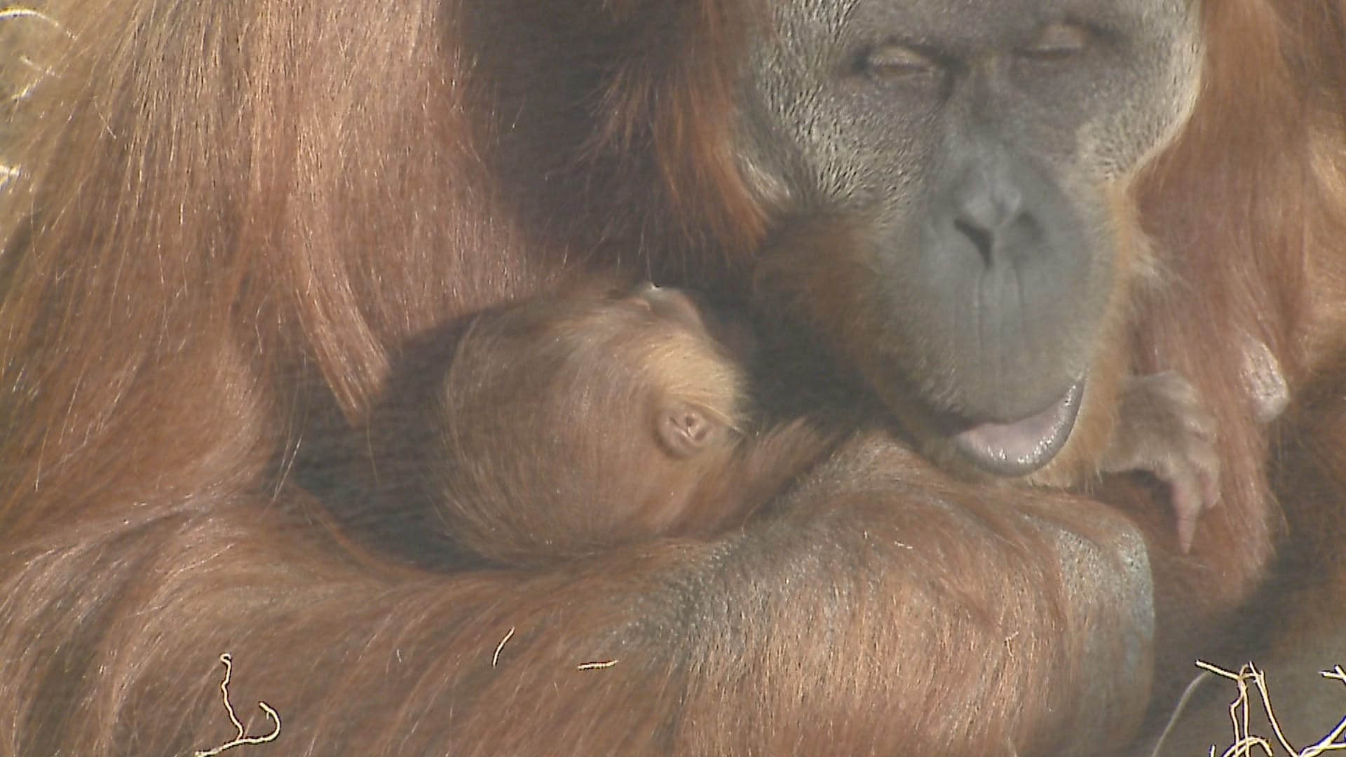  Indianapolis Zoo invites public to vote on baby orangutan’s name