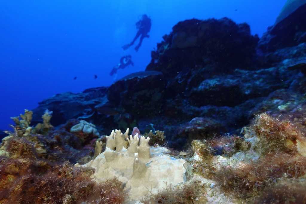  84% of the world’s coral reefs hit by worst bleaching event on record