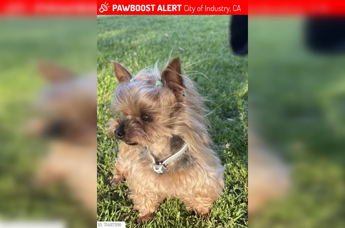 City of Industry Owner Offers $2K Reward for Return of Stolen Yorkie with Health Needs from Parked Tesla