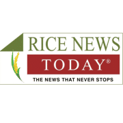 Rice News Today