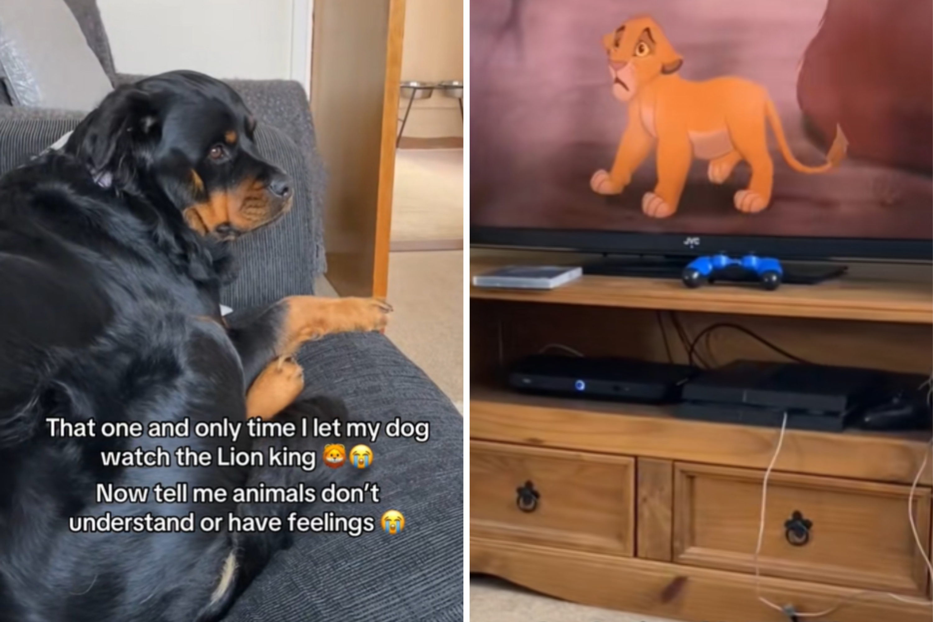 Owner Shows Dog ‘The Lion King’, Her Reaction to Tragic Scene Breaks Hearts
