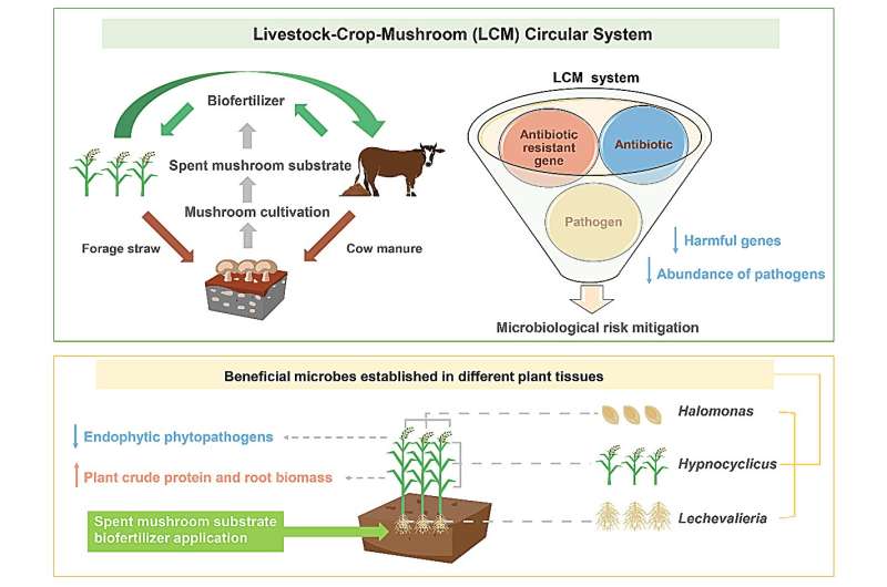  Mushroom-based composting can cut farm waste, pathogens and antibiotic resistance genes