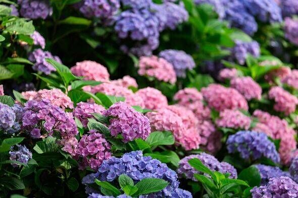  Hydrangeas will bloom bright blue if you add one item from your kitchen to the soil