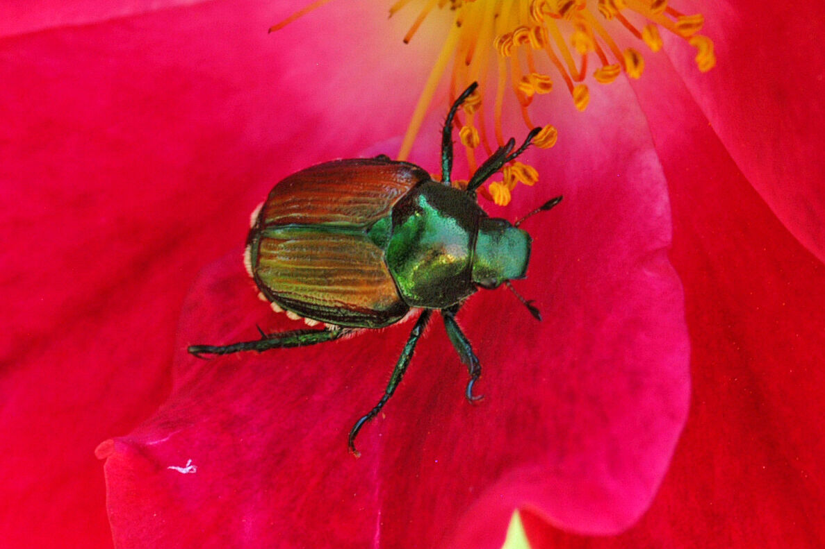  Ag department wages war on invasive beetle