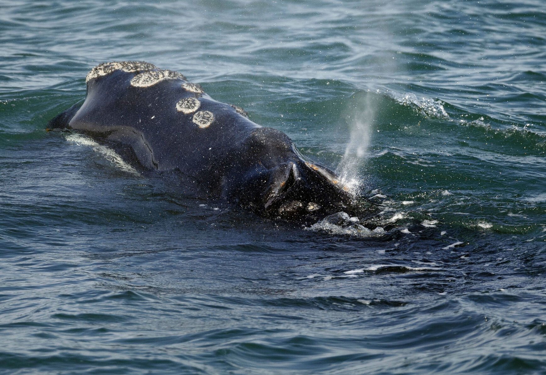  Endangered whales gave birth to few babies this year as population declines
