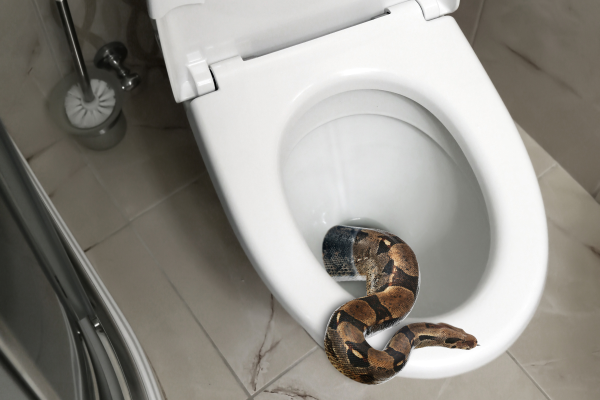 Snake Forced Out Through Toilet After Finding Its Way into a Home’s Sewage Pipes