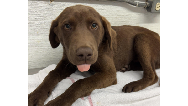 Pet of the Week: Meet Crockett