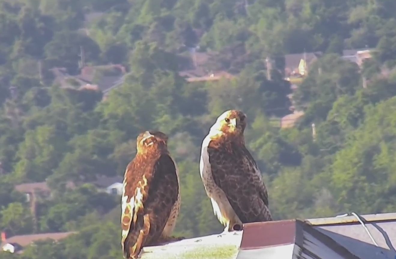 WATCH: Hawks caught on live cam during Rise & Shine