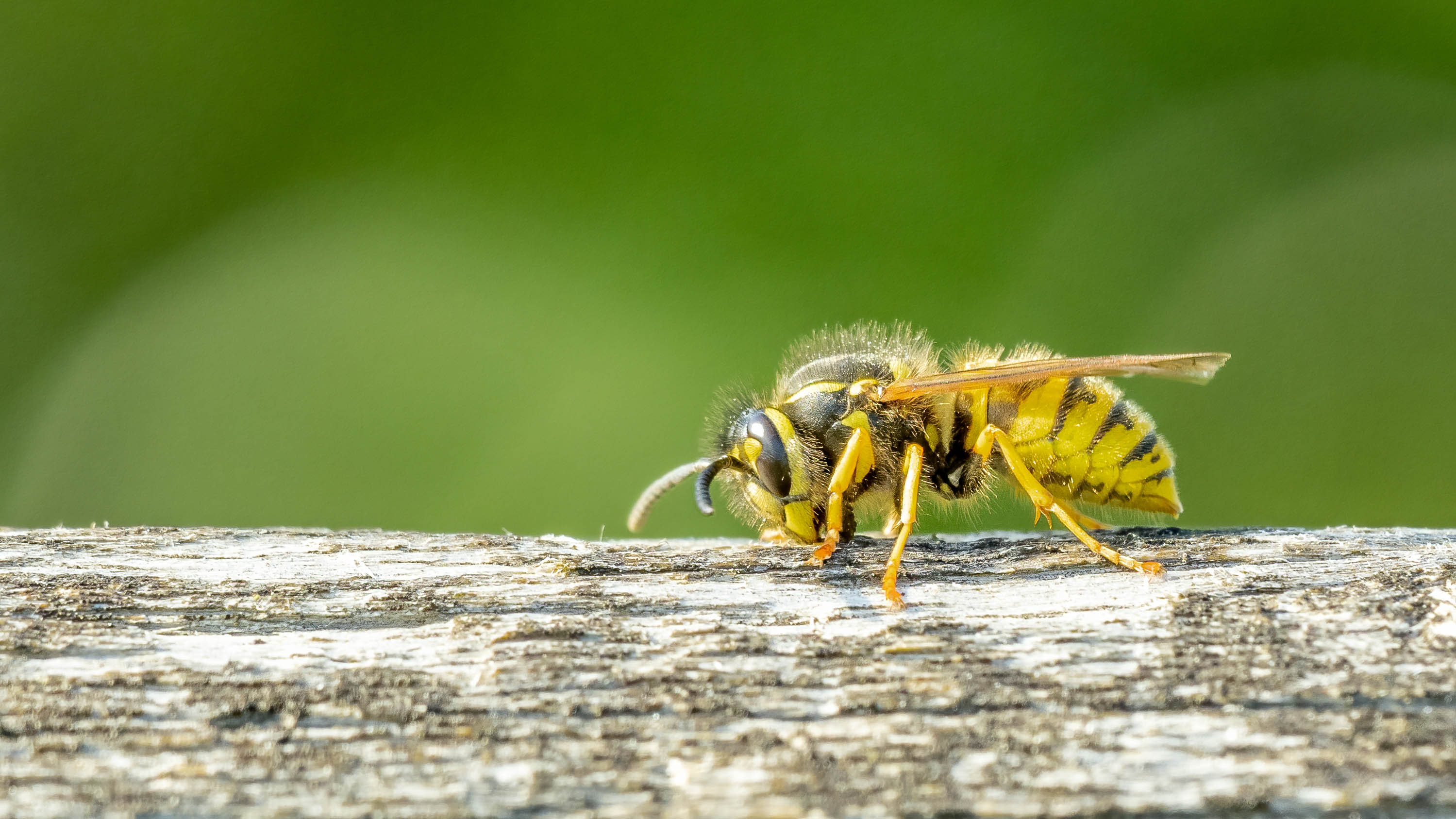  Banish wasps from your backyard this summer with a $1 kitchen ingredient