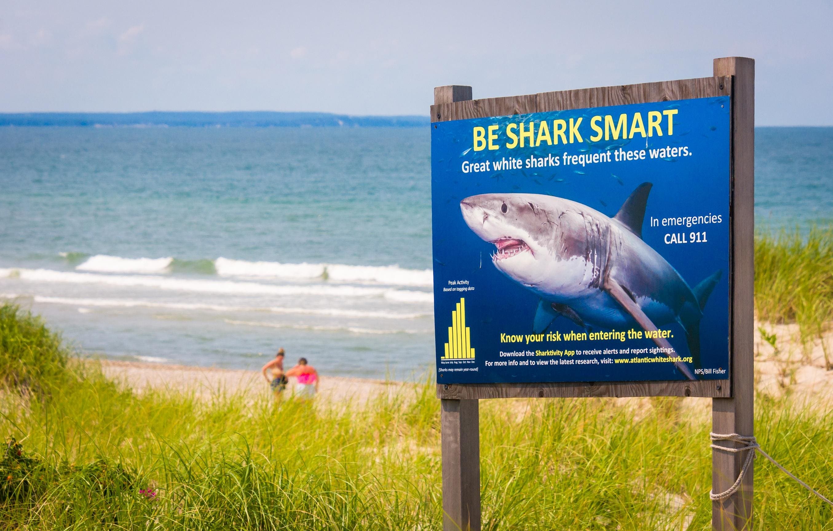  The Great White Shark Capital Of The World, Where Jaws Was Filmed