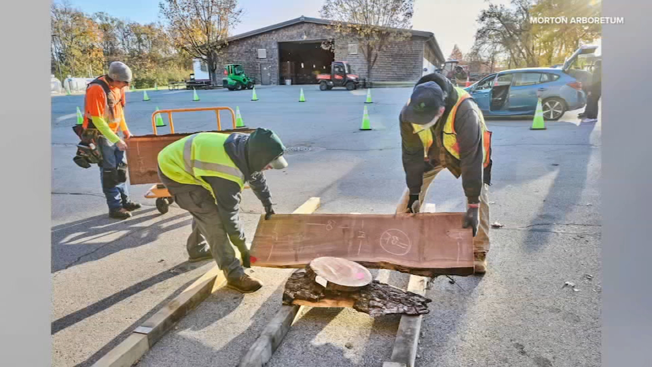  Morton Arboretum to host annual Wood Slab Sale this weekend