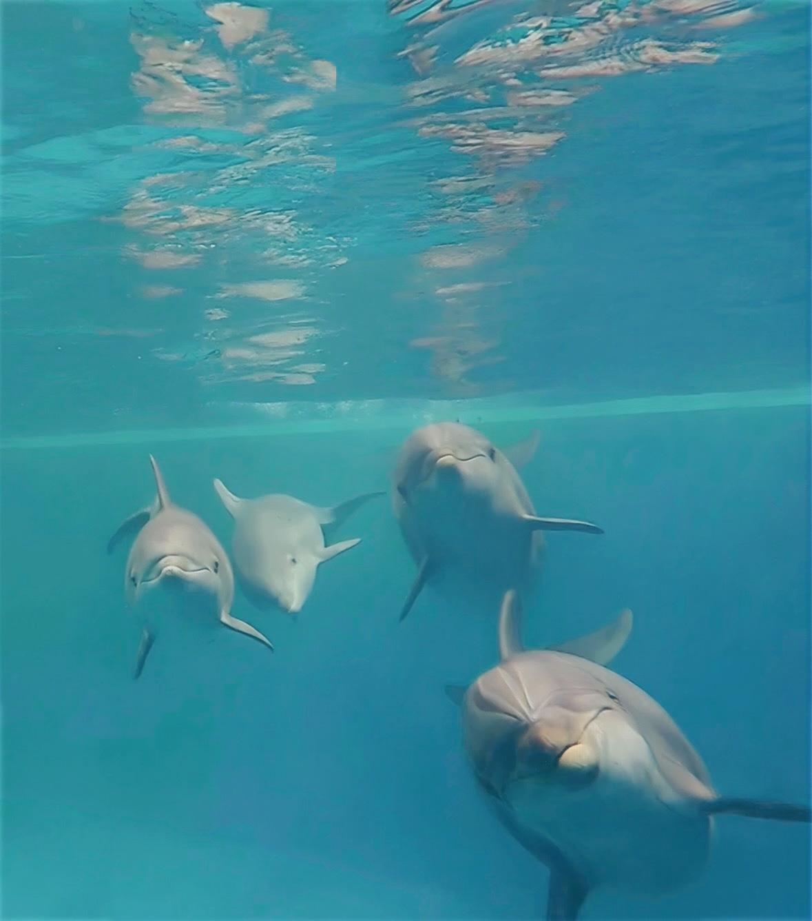  SeaWorld San Diego welcomes two baby dolphins