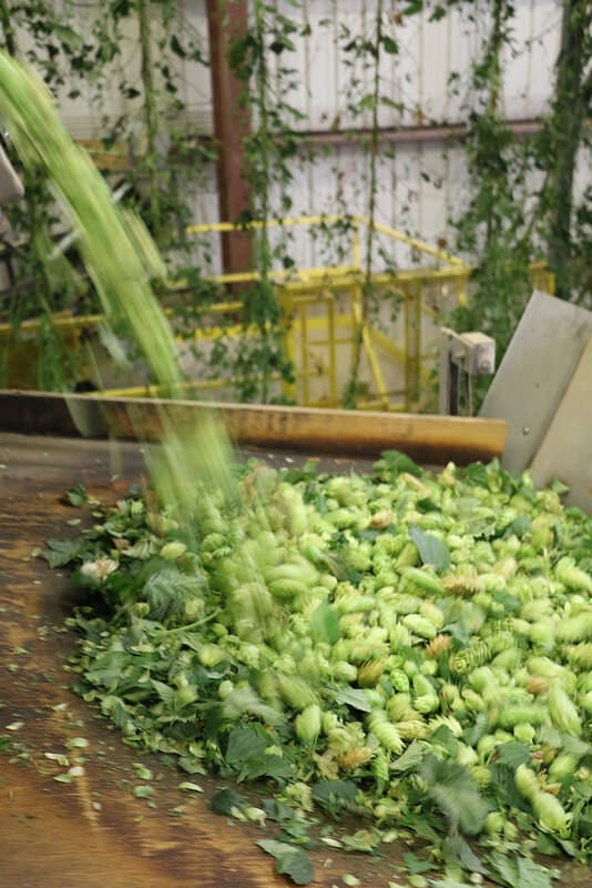 Idaho hop acres declining rapidly