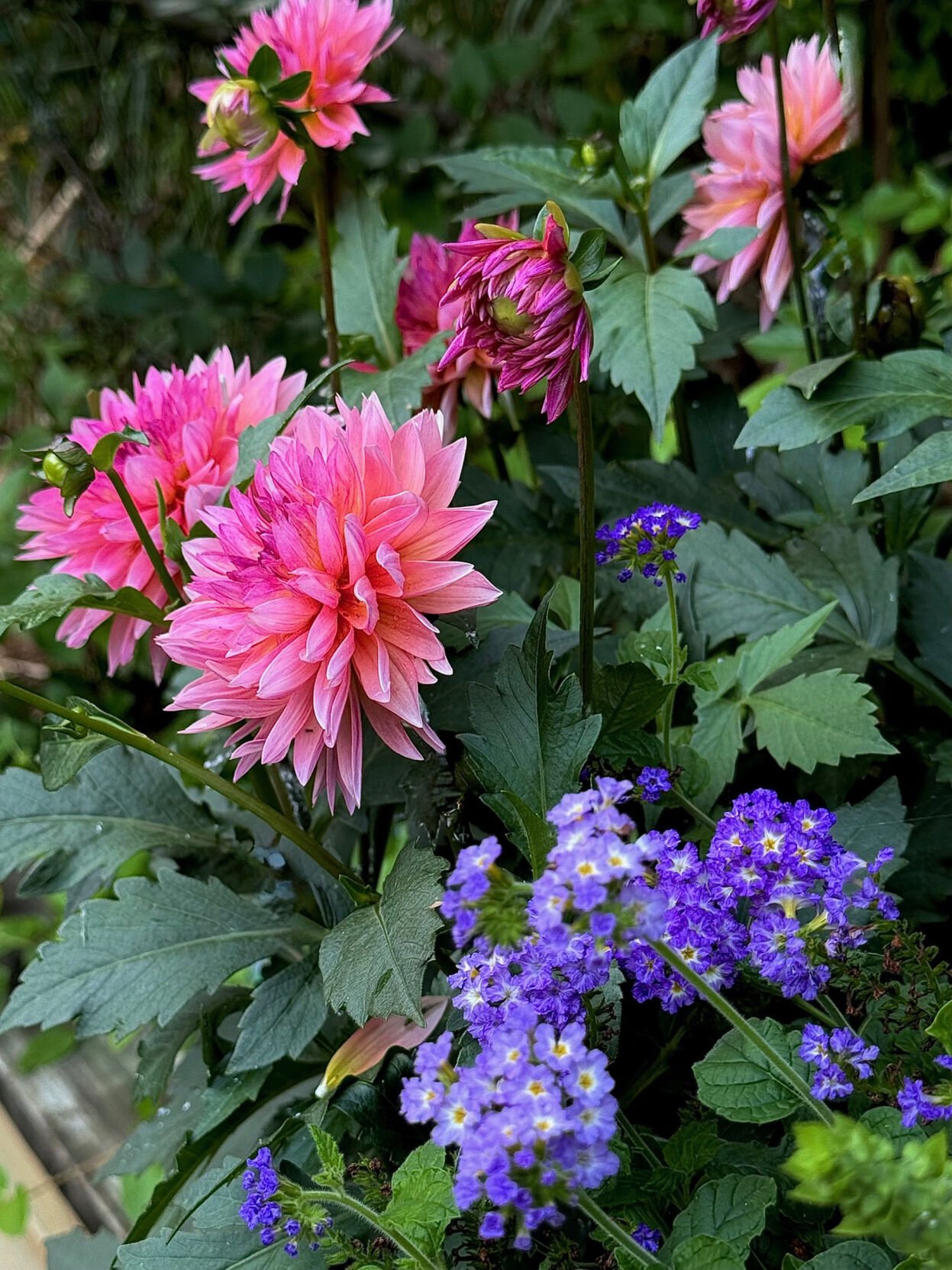 On Gardening: These dahlias delight, even in the South