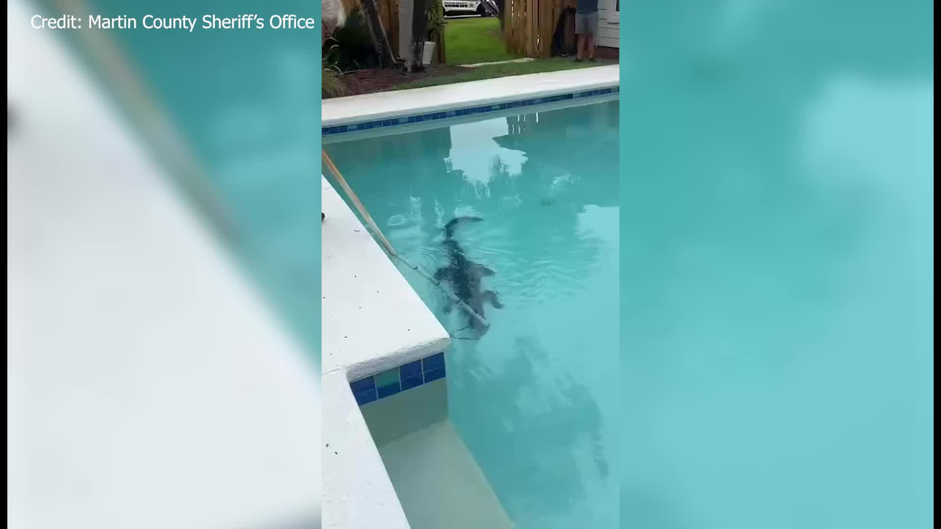  WATCH: Uninvited alligator hangs out in Florida pool
