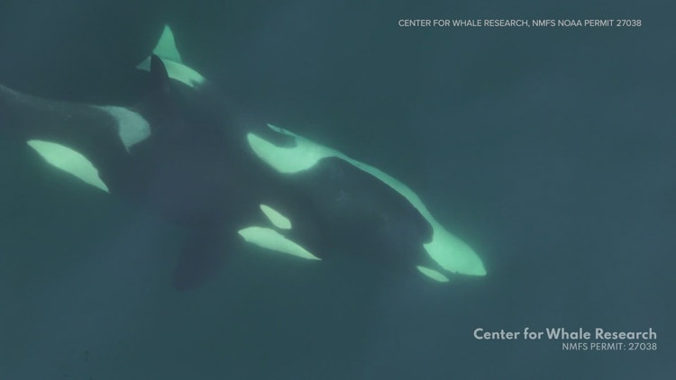  Video, photos capture whales grooming themselves, and each other with kelp
