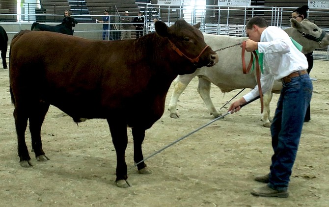  2025 Churchill County Junior Livestock Results
