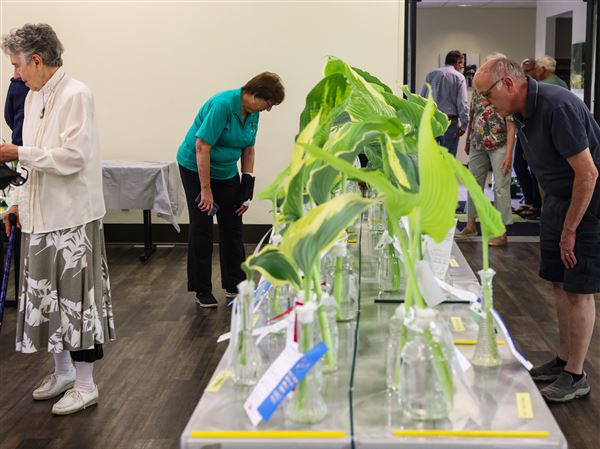  Photo Gallery: “River of Leaves” Hosta show at the Toledo Botanical Garden