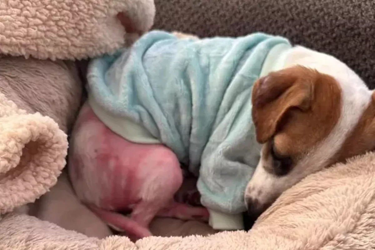 No charges filled in case of burned puppy Gideon