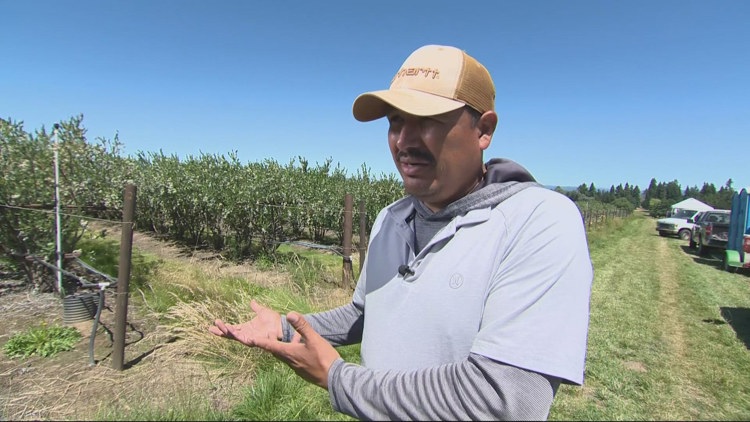  Oregon farm workers face ICE fears during critical berry harvest season