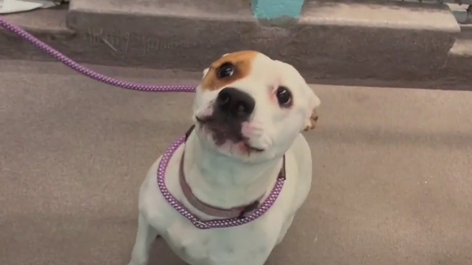 Dogs rescued from Texas flooding up for adoption in Flagstaff