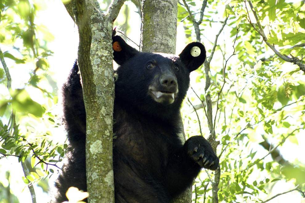  Lottery soon to open for Louisiana black bear hunting