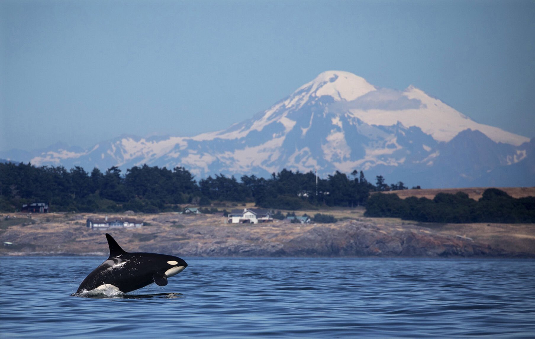  Wild orcas have been trying to feed people, new research shows