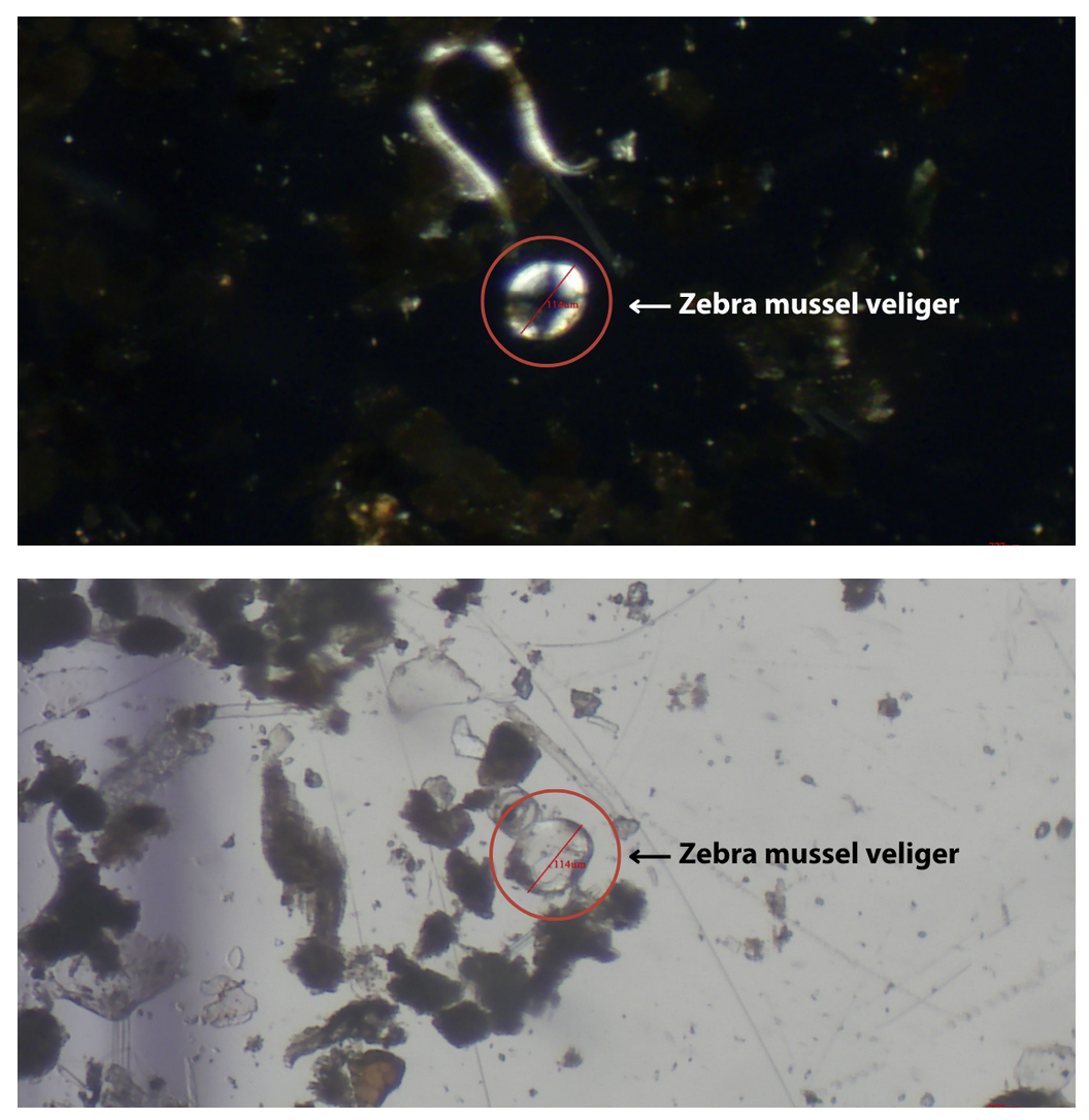  Colorado Parks and Wildlife provides update on increased zebra mussel sampling efforts in the Colorado River