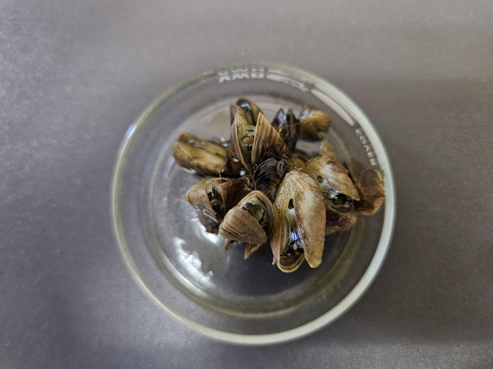  Increased sampling efforts result in additional zebra mussel detections in Western Colorado