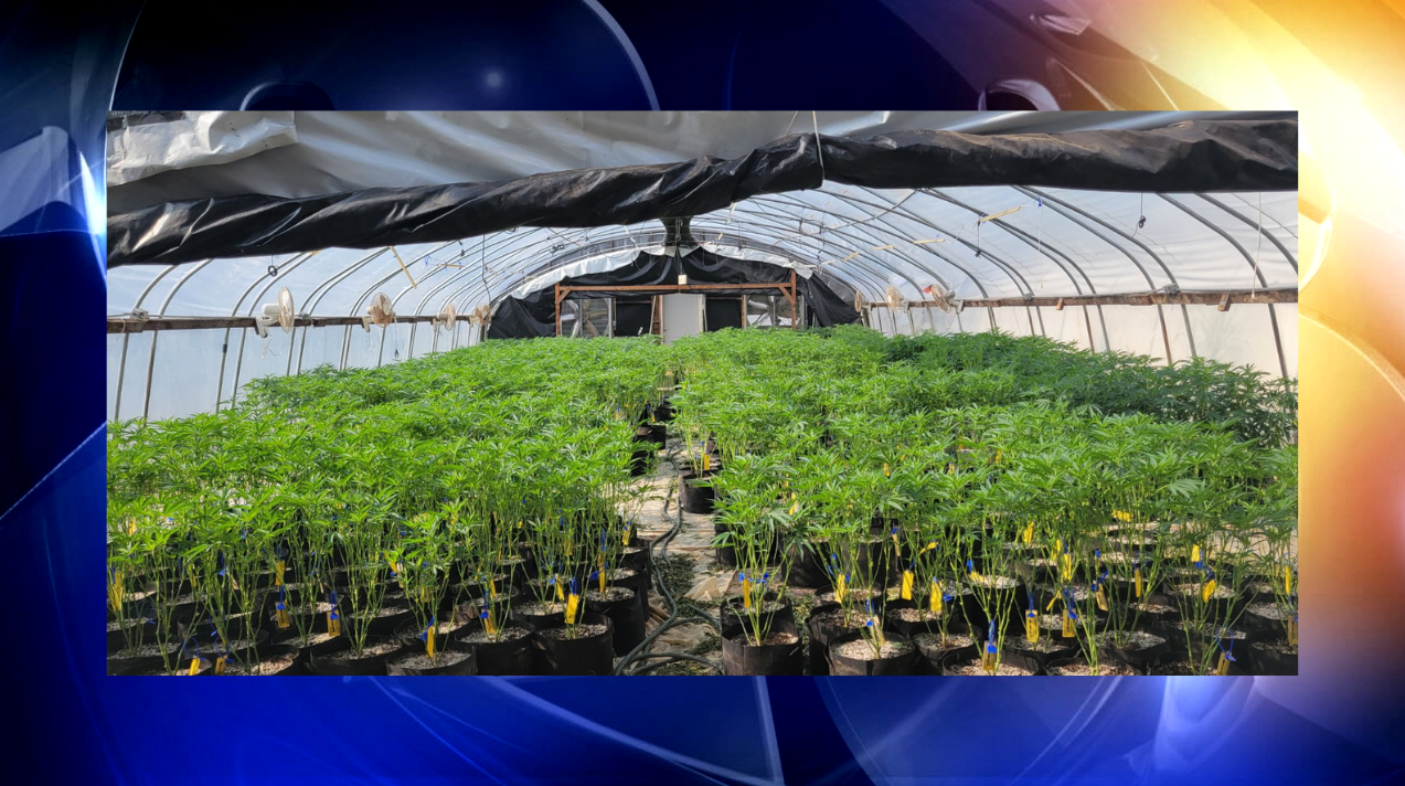 OBN seizes thousands of marijuana plants in Pawnee County