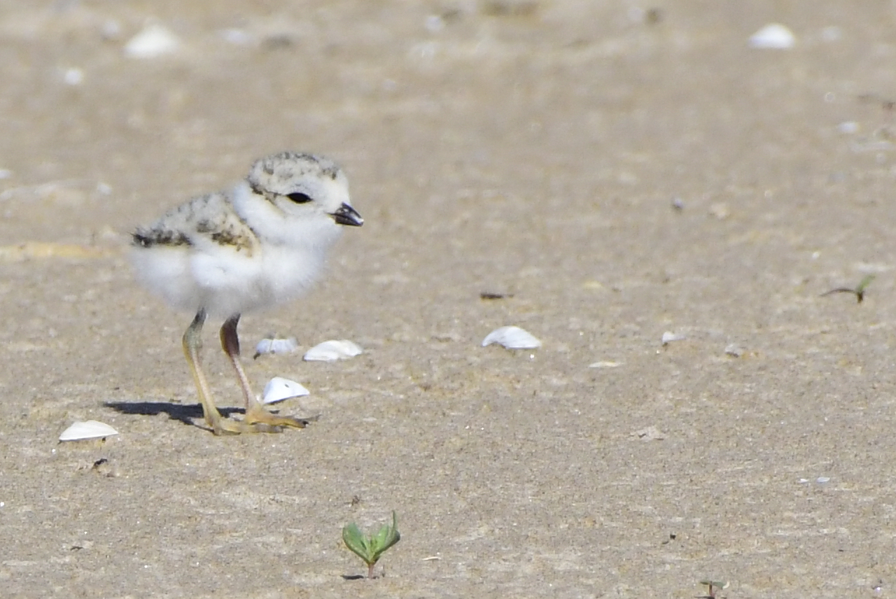 Montrose Beach’s 3 Piping Plover Chicks Have Names — And They’re All Chicago Themed